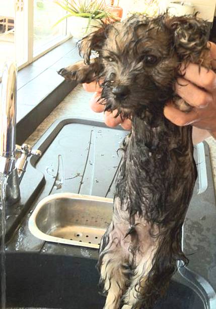 istock cairn terrier puppies first bath in sink 485729222