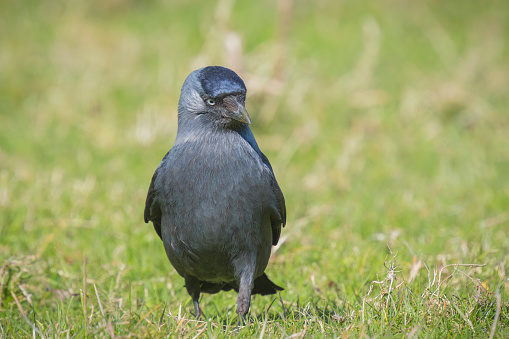 Western jackdaw black bird walks on green grass