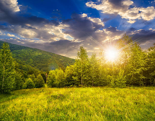 istock meadow near the forest in mountains at sunset 485729358