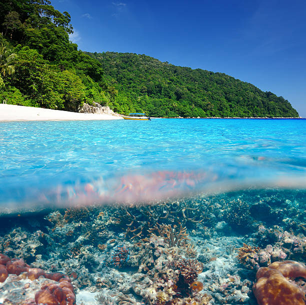istock Beach with coral reef underwater view 485730379