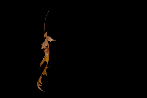 Hanging pin oak leaf isolated on a black background