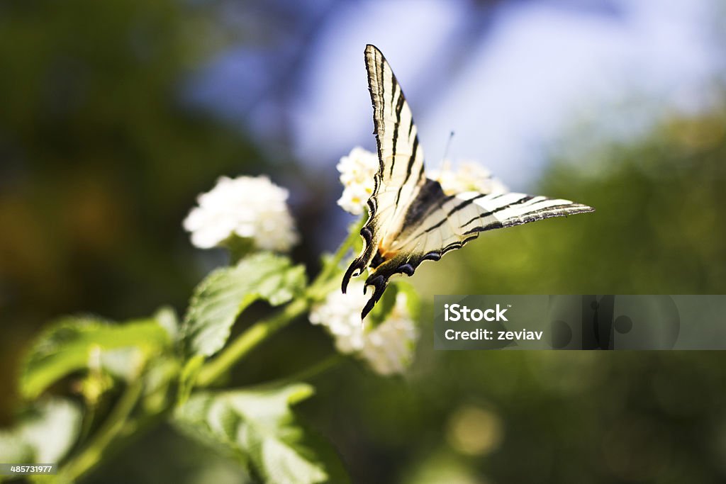 Ready to Fly A beautiful butterfly ready to fly to new adventures, a perfect metaphor for people who are full of ambition New Life Stock Photo