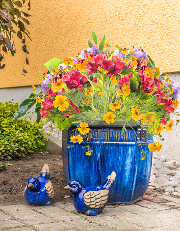 freesia flowers in blue pot  in garden