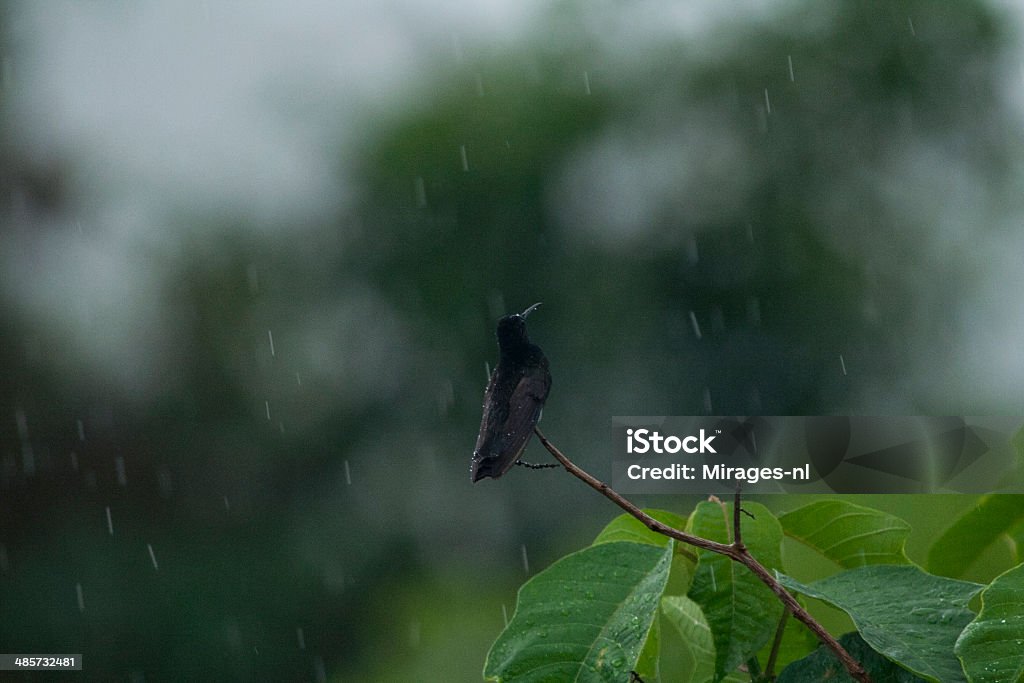 Hummingbird waiting for the rain to stop, Brazil. Hummingbird waiting for the rain to stop. Atlantic Rainforest, Rio de Janeiro State, Brazil. Bird Stock Photo