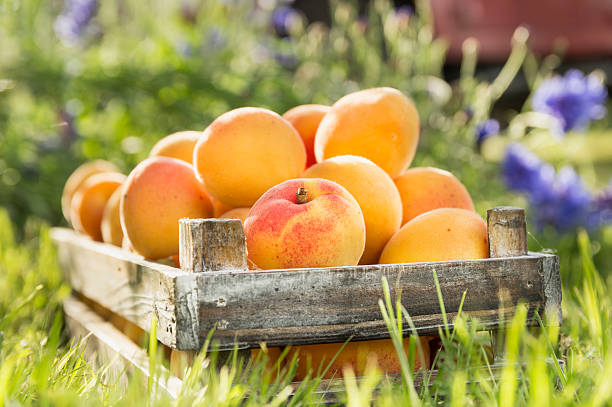 Old wooden box with apricots on garden nature background stock photo