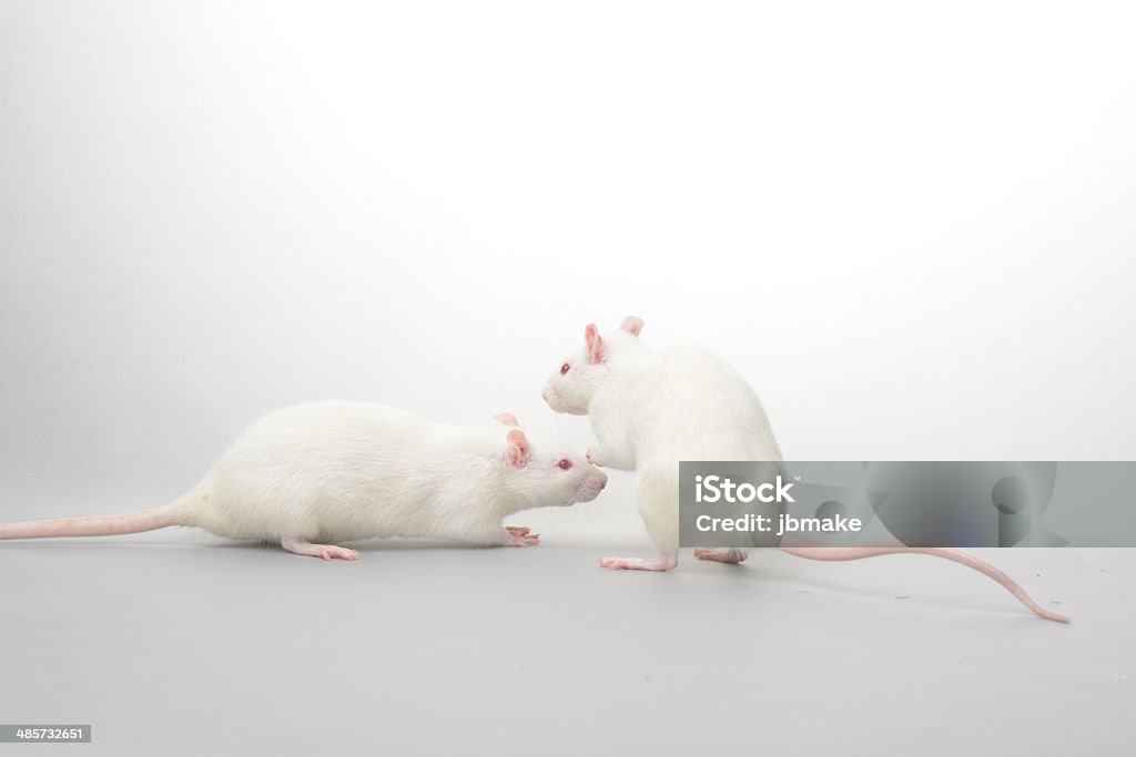 Rat Albino Stock Photo