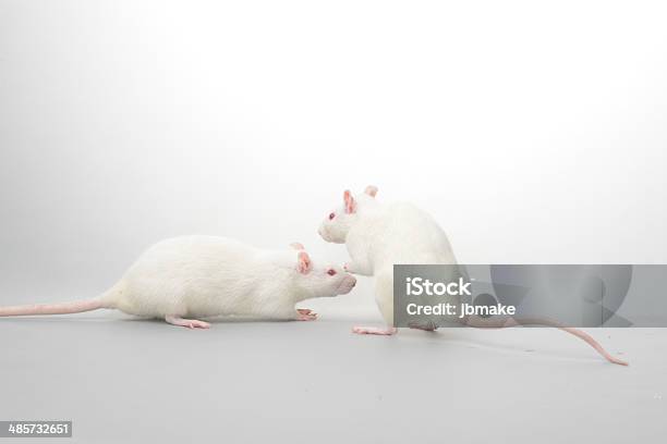 Rat Stock Photo - Download Image Now - Albino, Animal, Animal Body