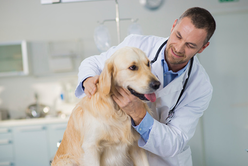 Mid-adult male vet examining a dog at the animal hospital.