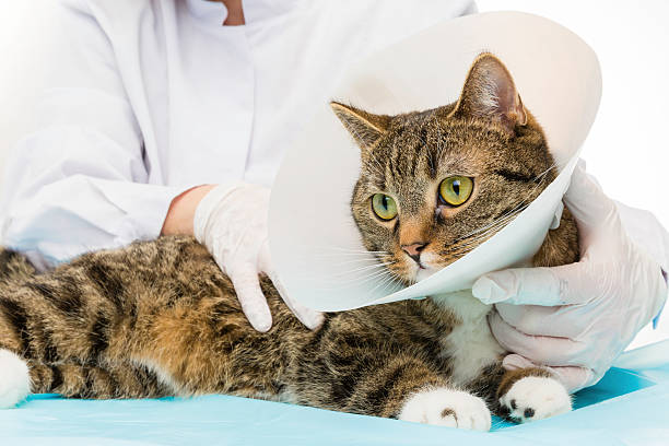 istock tiger cat at the doctor 485733031