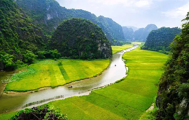 The river that runs between rice fields, limestone surround was covered. Tamcoc, Ninh Binh is the destination for tourists is very popular in Vietnam.