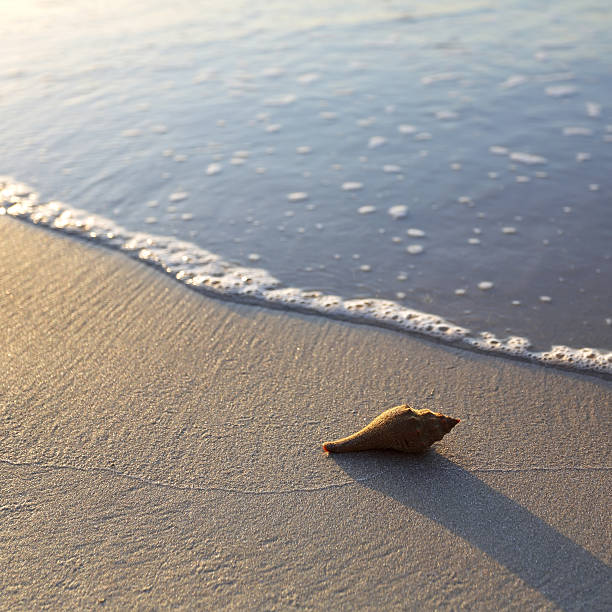 istock Seashell on the summer beach next to the sea 485733098