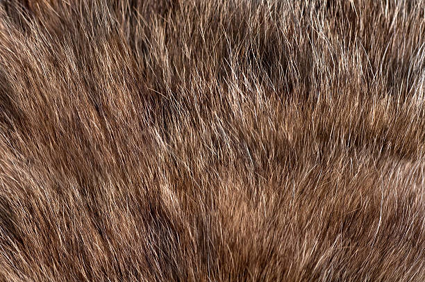 istock texture of the fur animal grey 485733099