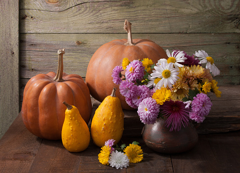 Autumn still life - pumpkins  and with colourful chrysanthemums bunch against the background of old wooden wall.