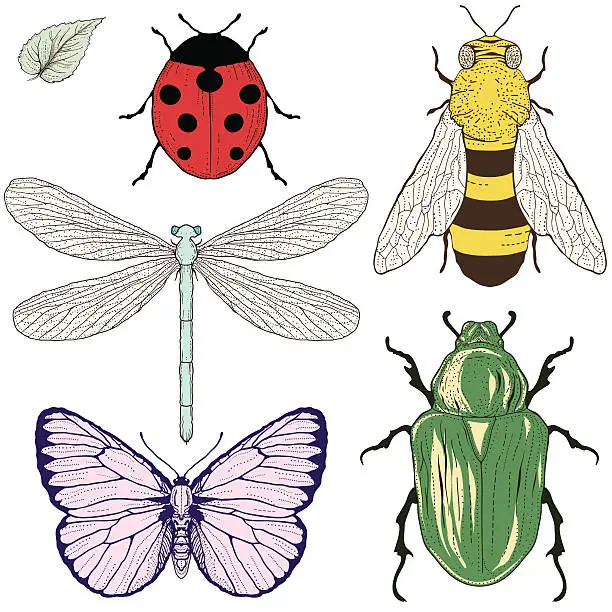 Vector illustration of insects set drawing