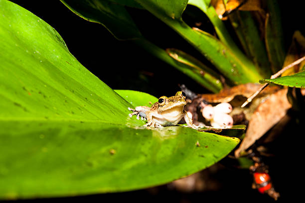 kleiner frosch im großen blatt im regenwald - tropical rain forest flash stock-fotos und bilder