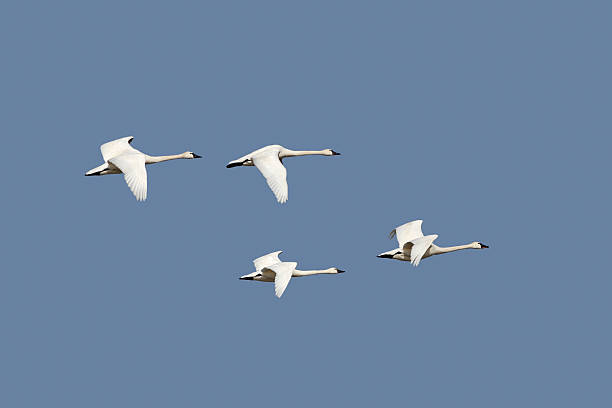 istock Group of Tundra Swans in Flight 485734505