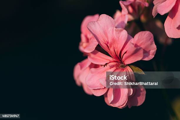 Foto de Closeup De Uma Flor De Rosa e mais fotos de stock de Beleza natural - Natureza - Beleza natural - Natureza, Botânica - Assunto, Brilhante - Luminosidade