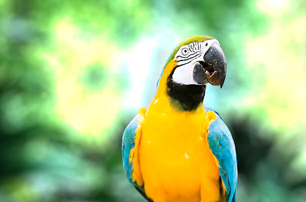istock Blue and Yellow Macaw in Pantanal, Brazil 485735553