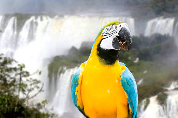 istock Blue and Yellow Macaw in Iguazu Falls, Brazil 485735559