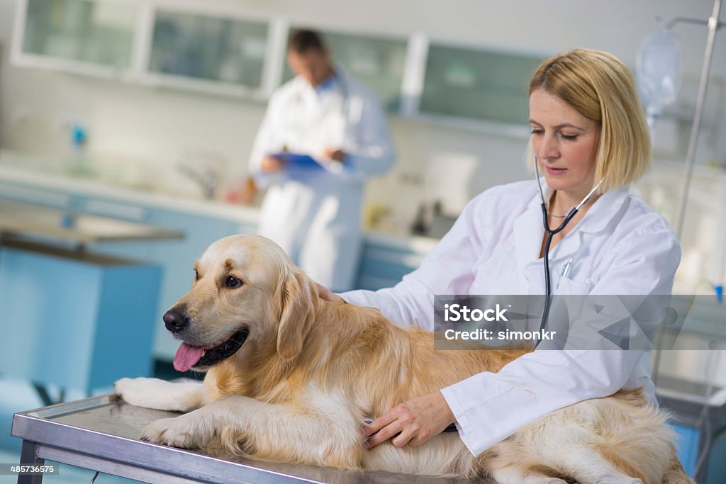 Clínica Veterinária - Royalty-free Golden Retriever Foto de stock