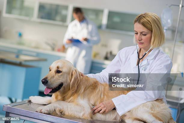 Clínica Veterinária - Fotografias de stock e mais imagens de Golden Retriever - Golden Retriever, Clínica médica, Estetoscópio