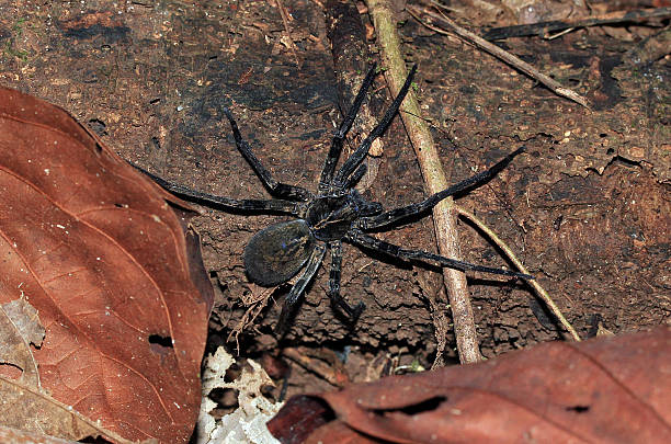 istock Brazilian Wandering Spide 485736698