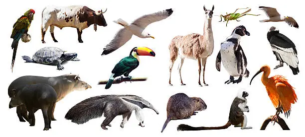 Photo of Set of  South American animals. Isolated over white