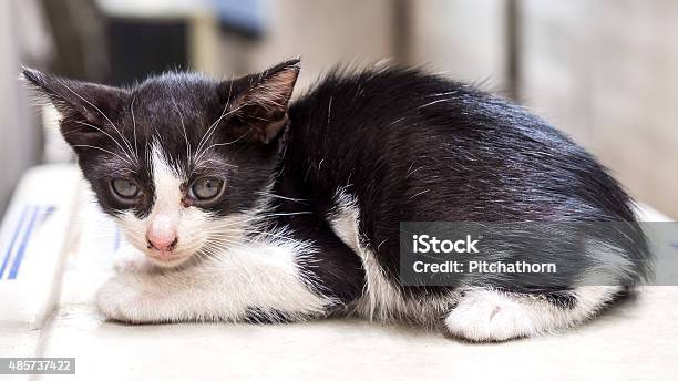 Anak Kucing Hitam Dan Putih Lucu Di Lantai Putih Foto Stok - Unduh