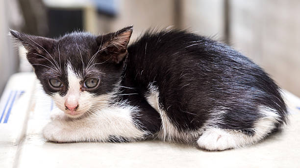 istock Cute black and white kitten on white floor 485737422