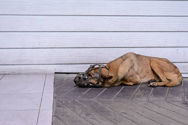 istock Muzzled dog sleeping on cement floor, very uncomfortable freedom 485737656