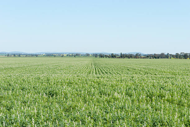 la agricultura - acreage fotografías e imágenes de stock