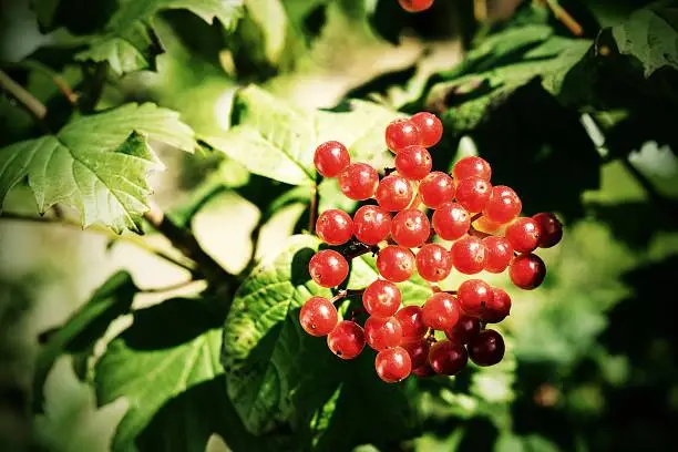 bunch of bright red berries of a viburnum against green leaves with photoeffect of cinema