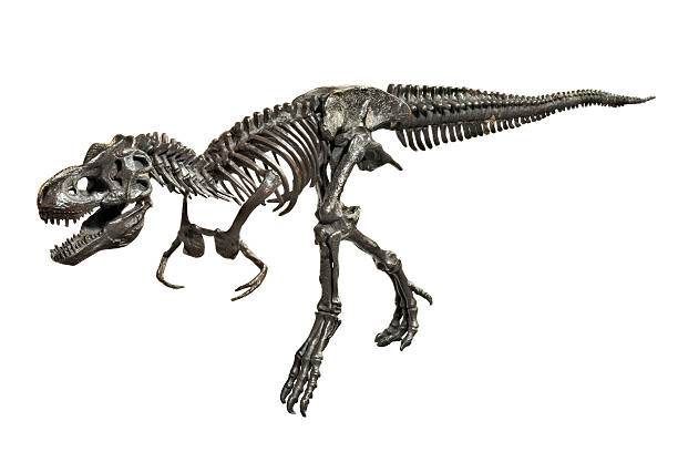 istock Dinosaur Tyrannosaurus-Rex skeleton metal model 485742212