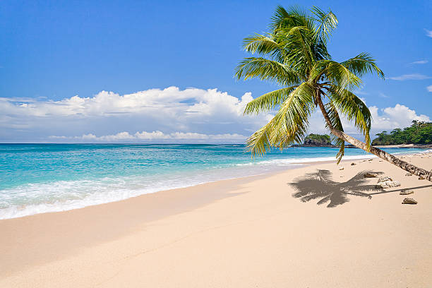 Deserted island Desert island with palm tree on the beach madagascar beach photos stock pictures, royalty-free photos & images