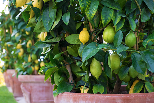 Row of Lemon Trees in Plant Pots