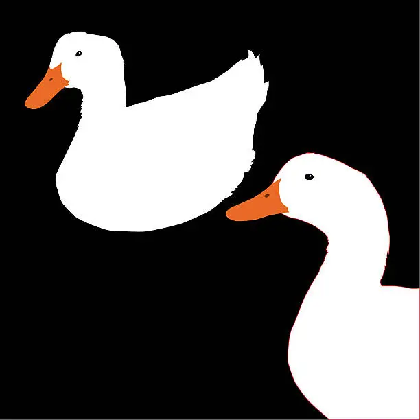Vector illustration of Two Ducks
