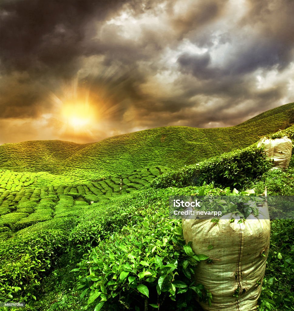 beautiful tea plantation sunset Tea Crop Stock Photo