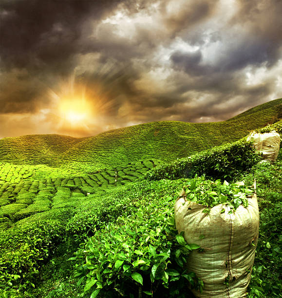 beautiful tea plantation sunset beautiful tea plantation sunset darjeeling stock pictures, royalty-free photos & images