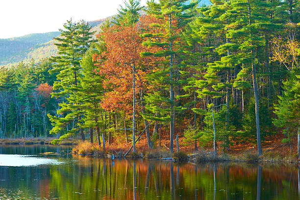 istock Pond in White Mountain National Forest, New Hampshire 485747418