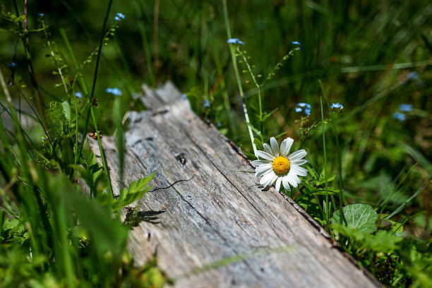 einzelne margerite neben は holzbrett - old plank outdoors selective focus ストックフォトと画像