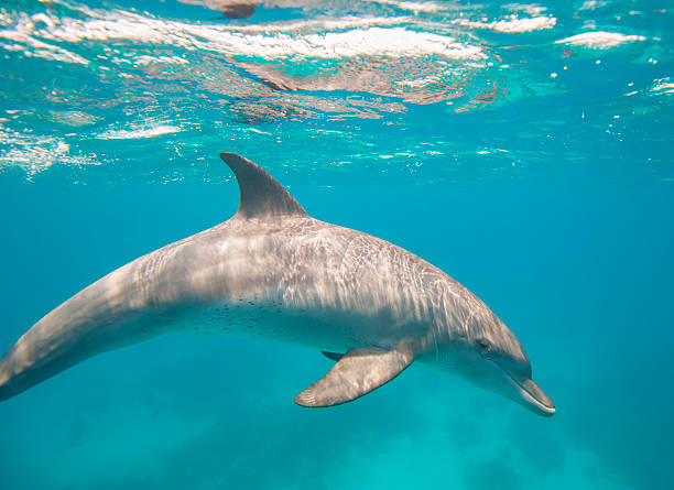 istock Bottlenose dolphin swimming in a lagoon 485748116