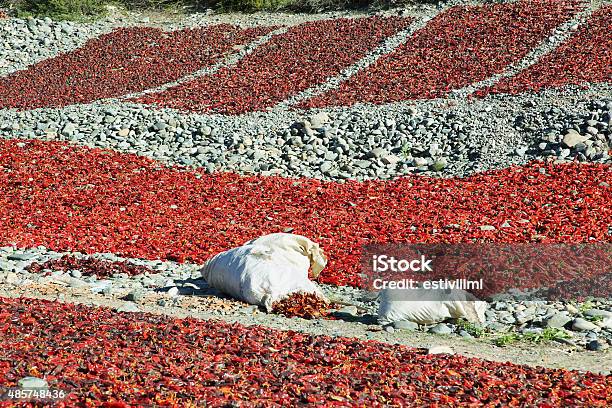 Views Of Sweet Red Peppers Drying In Cachi Stock Photo - Download Image Now - 2015, Achinoam Nini, Agriculture