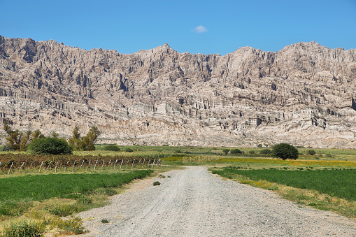 Vineyards with fall colors near Cafayate, Argentina