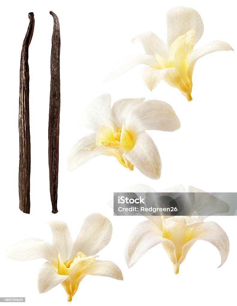 Vanilla flowers and stick isolated on white background Isolated vanilla flowers on white background. Aromatic, fresh vanila flower yellow and white. Orchids and stick. Flavour, organic, tasty, elements, nature and natural. Vanilla Stock Photo