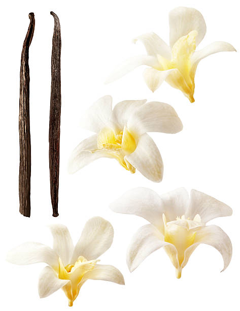 Vanilla flowers and stick isolated on white background Isolated vanilla flowers on white background. Aromatic, fresh vanila flower yellow and white. Orchids and stick. Flavour, organic, tasty, elements, nature and natural. stick plant part photos stock pictures, royalty-free photos & images