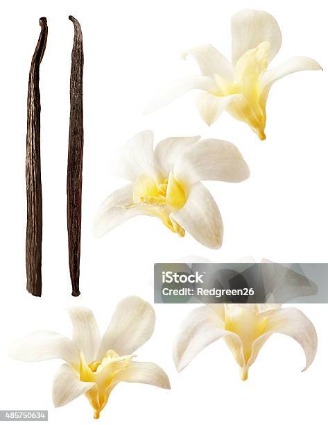 Vanilla Flowers And Stick Isolated On White Background Stock Photo - Download Image Now