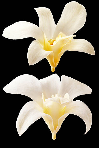 istock Vanilla flowers isolated on black background 485750636