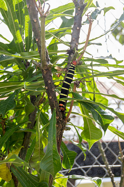大型の幼虫 - chainlink fence fence leaf leaf vein ストックフォトと画像