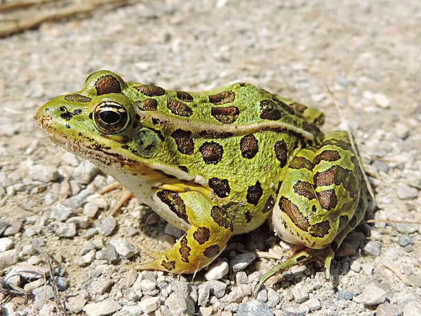 Photo of Northern Leopard Frog