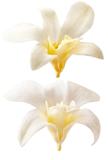 Vanilla flowers isolated on white background